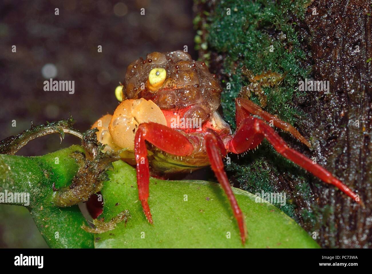 Geosesarma notophorum, white arm freshwater crab, Weißhand-Mandarinenkrabbe, Brutpflege, parental care, south-east asia, Südostasien Stock Photo