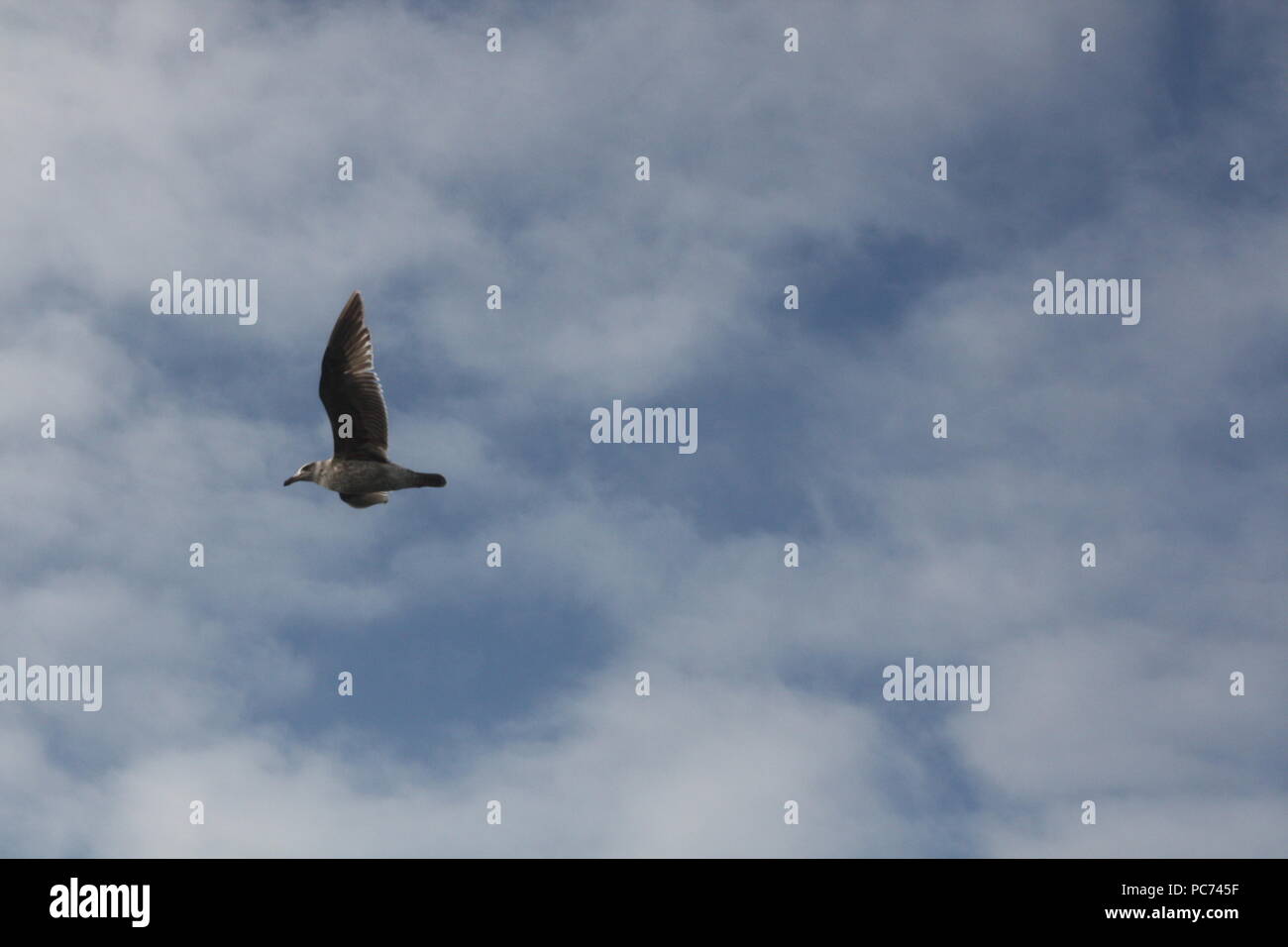 Sea gull flying in the cloudy sky Stock Photo