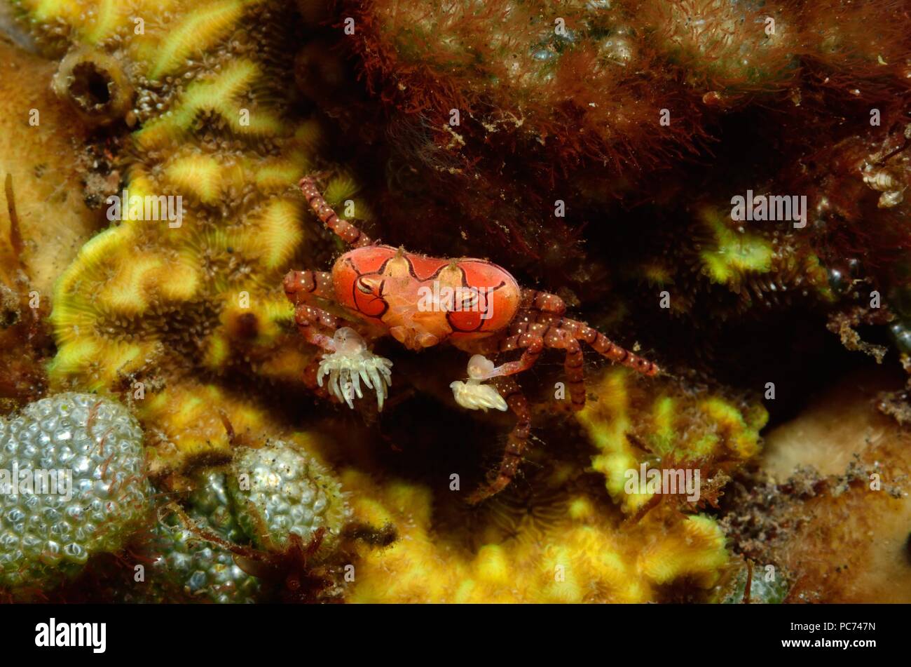 boxer or pom pom crab, Boxer-Krabbe, Lybia tesselata Stock Photo