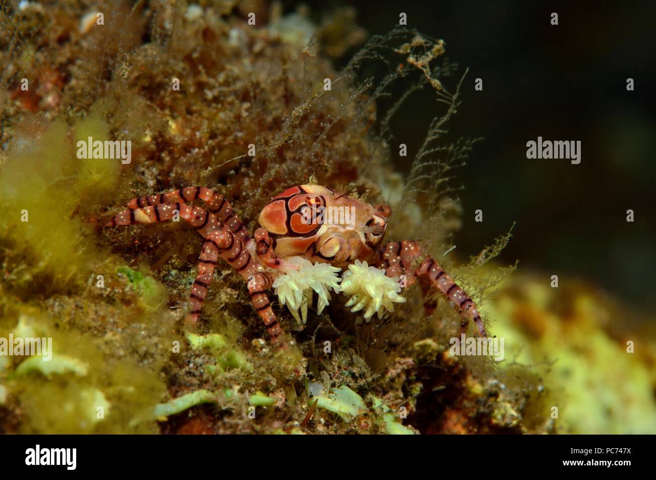 boxer or pom pom crab, Boxer-Krabbe, Lybia tesselata Stock Photo