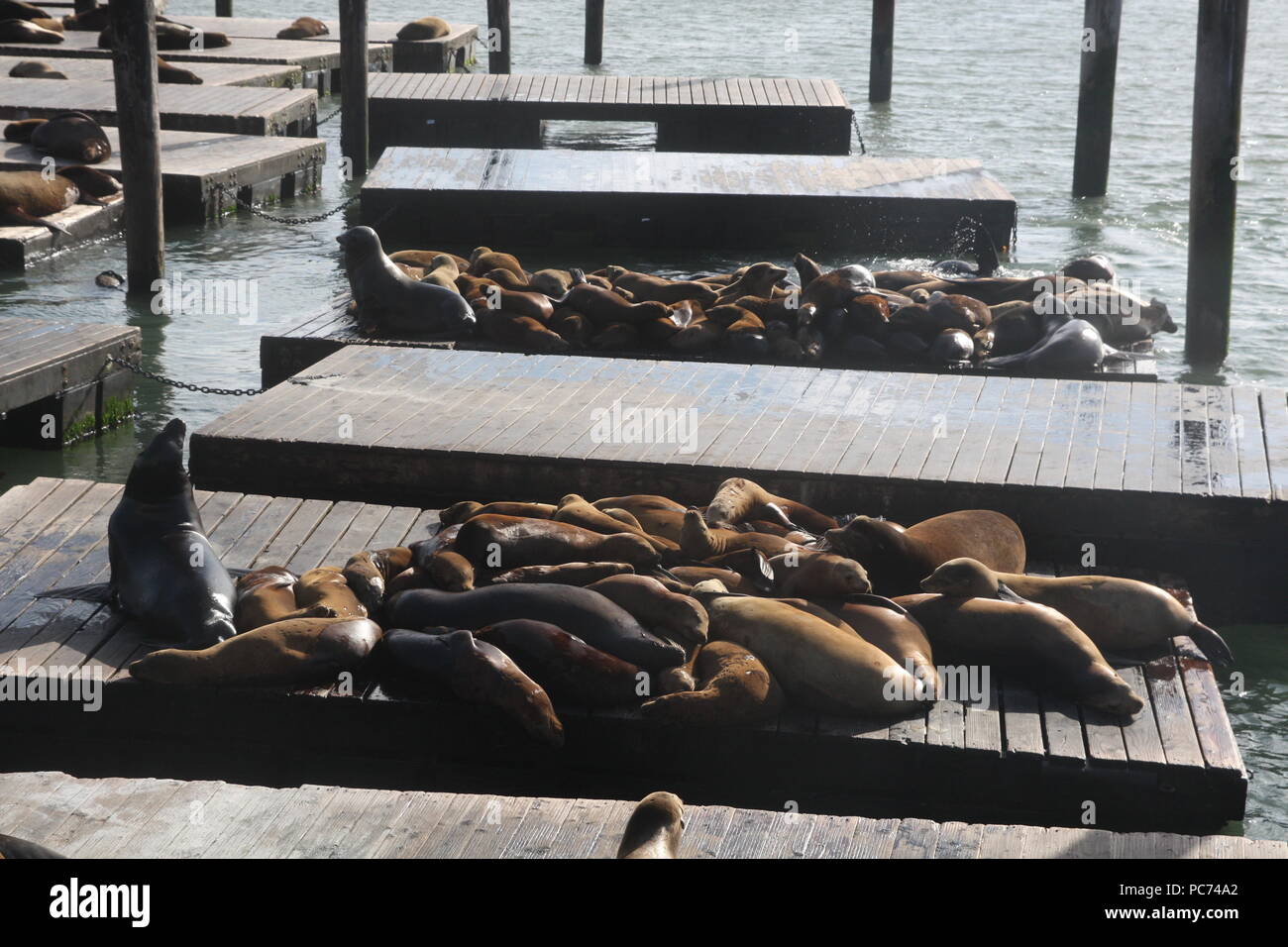 Sea Lions at Fisherman's Wharf, San Francisco, USA Stock Photo - Alamy