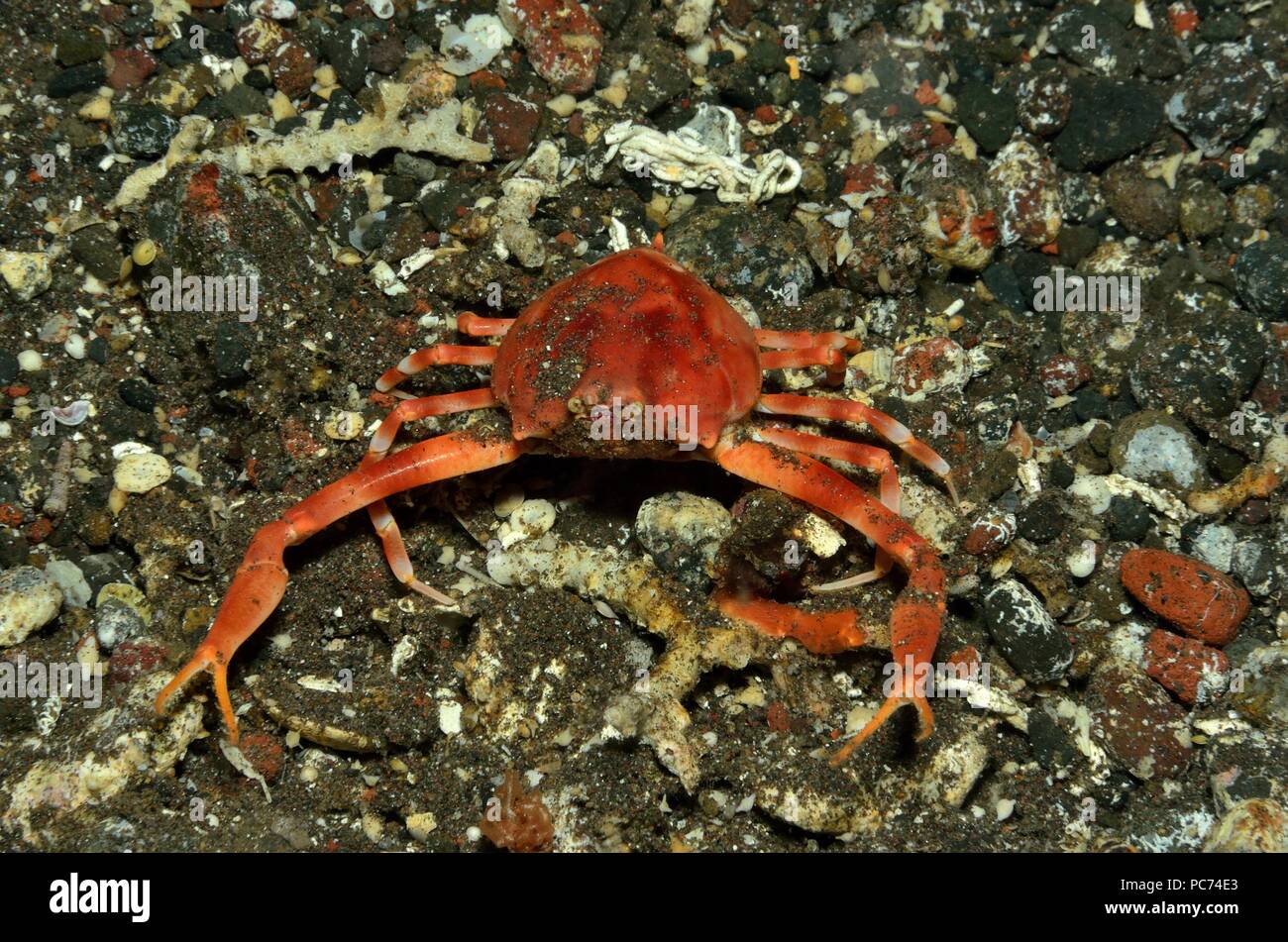 Myra fugax, Schwanzspitzen-Steinkrabbe, fleeting purse crab Stock Photo