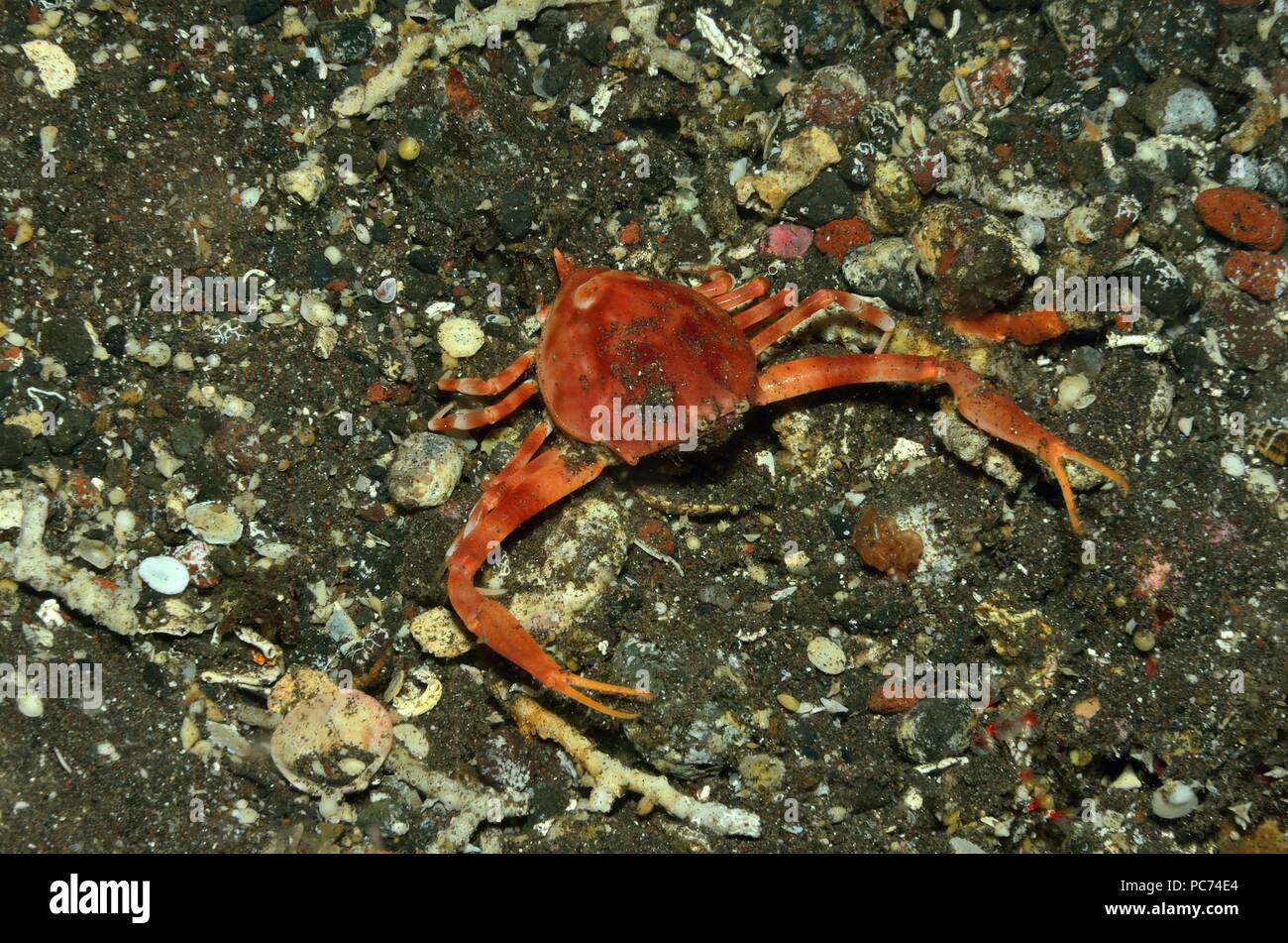 Myra fugax, Schwanzspitzen-Steinkrabbe, fleeting purse crab Stock Photo