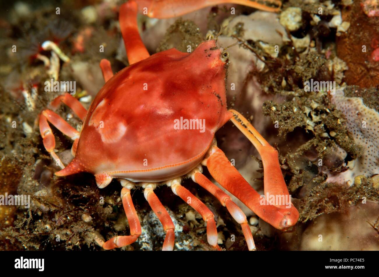 Myra fugax, Schwanzspitzen-Steinkrabbe, fleeting purse crab Stock Photo