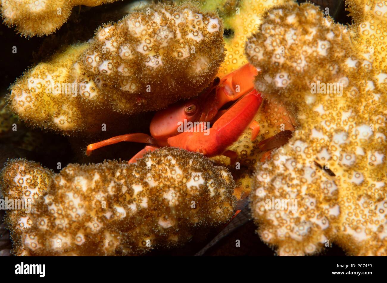 crab, Krabbe, Brachyura Stock Photo