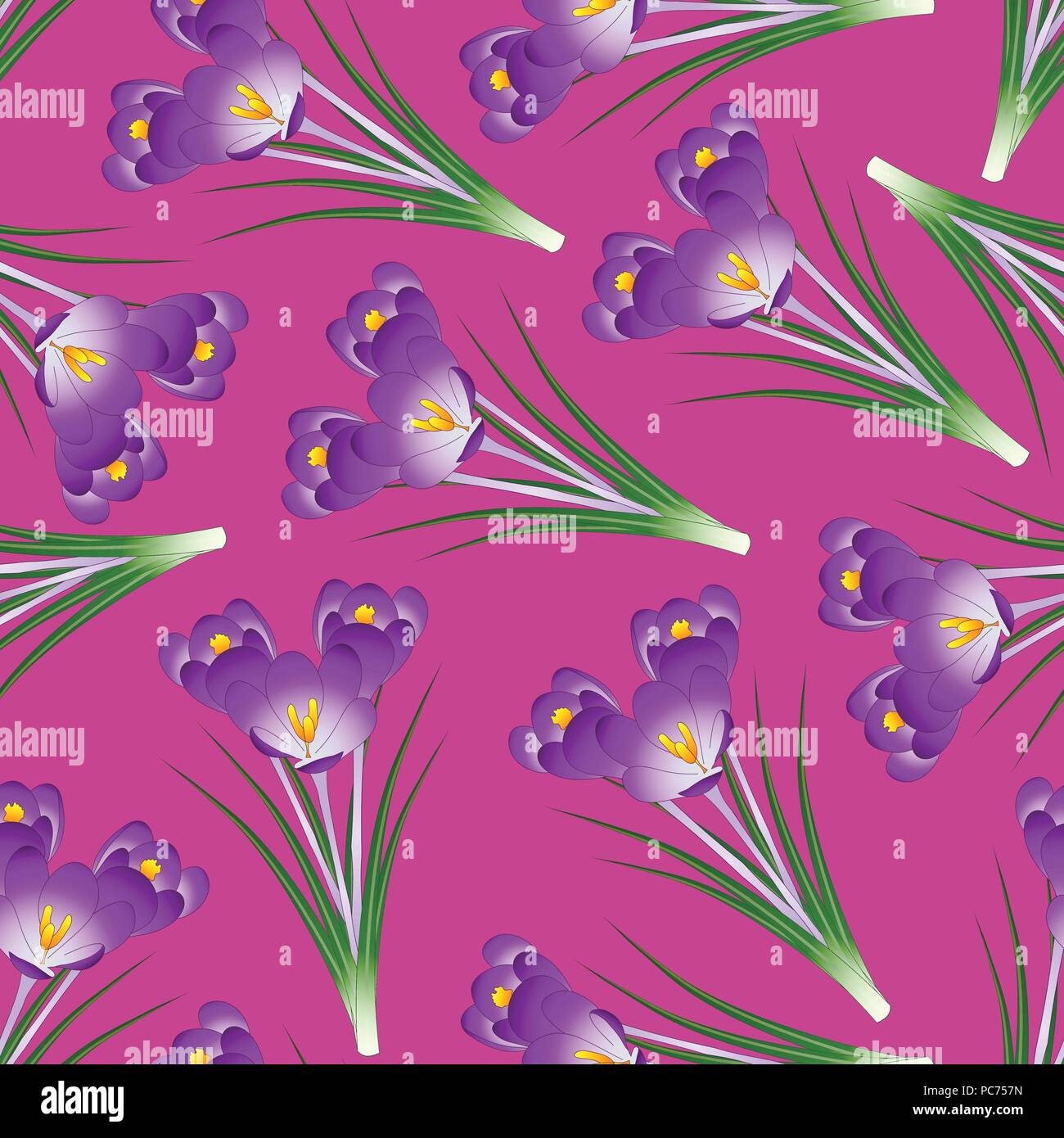 Purple Crocus Flower on Pink Background. Vector Illustration. Stock Vector