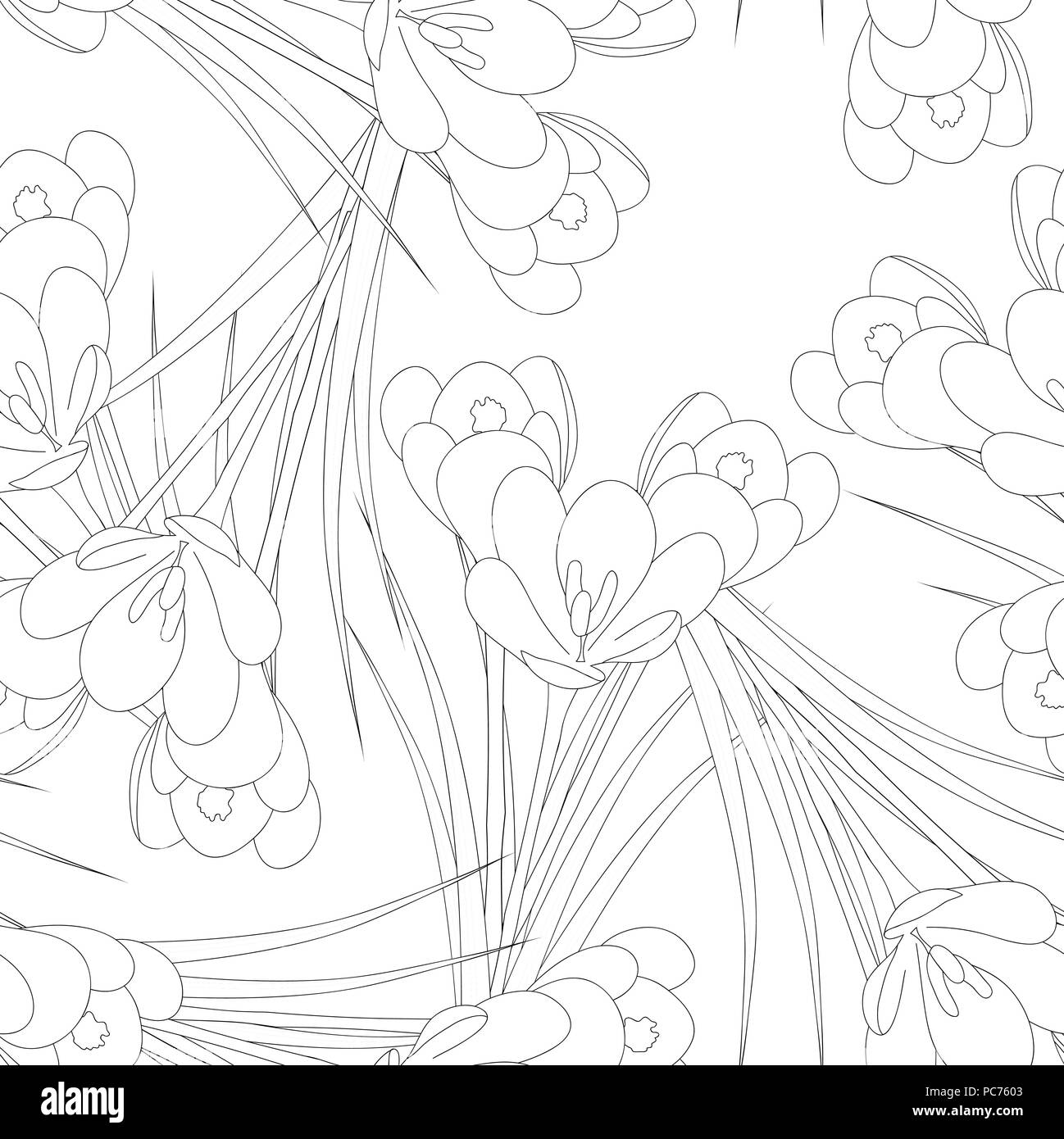 White Crocus Flower Outline on White Background. Vector Illustration