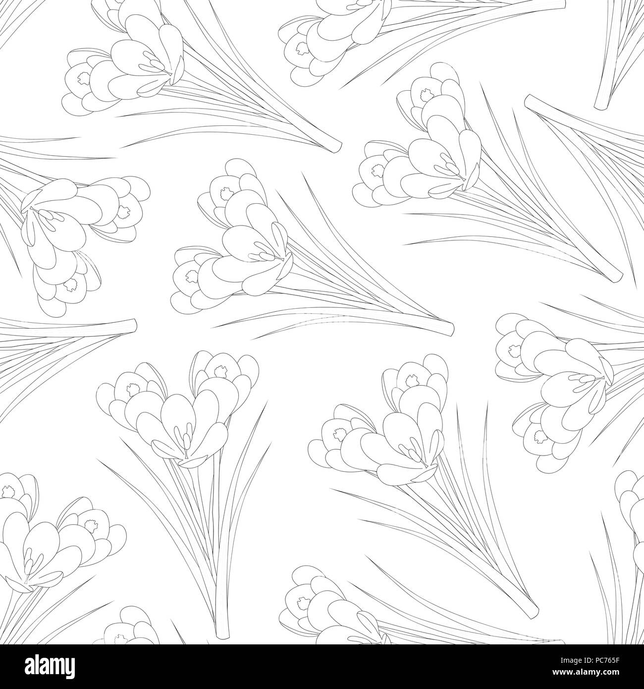 White Crocus Flower Outline on White Background. Vector Illustration