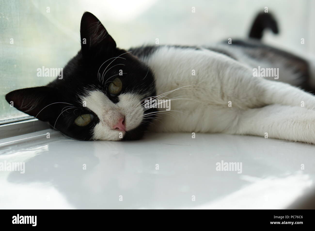 Kitty Kitty model hi-res stock photography and images - Page 2 - Alamy