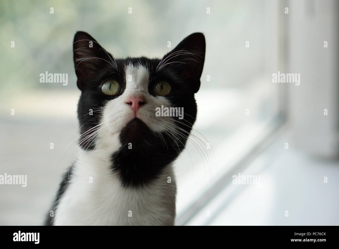 black & white cat on windowsill Stock Photo - Alamy