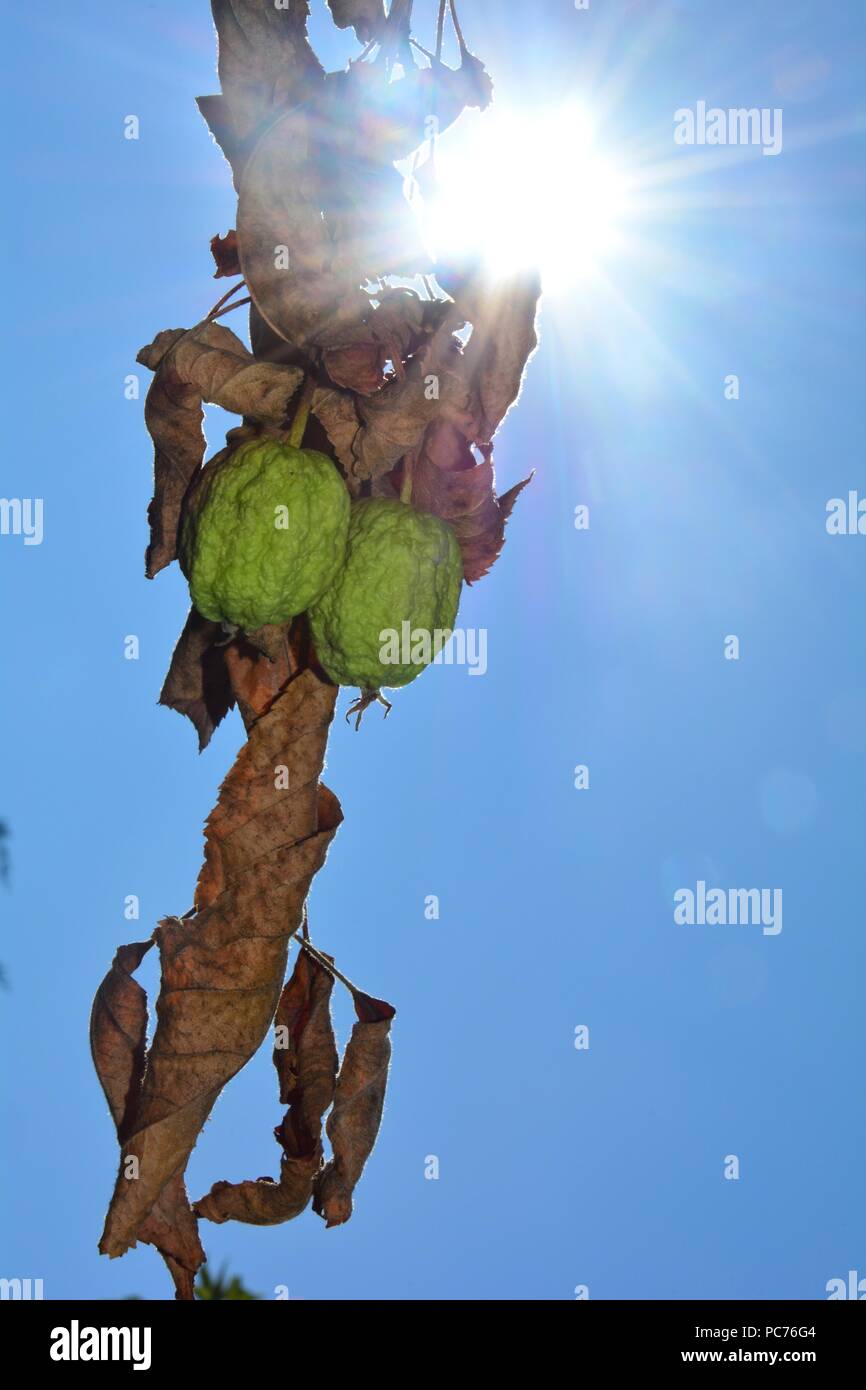 Two dried out apples with dry brown leaves in front of a blue sky with