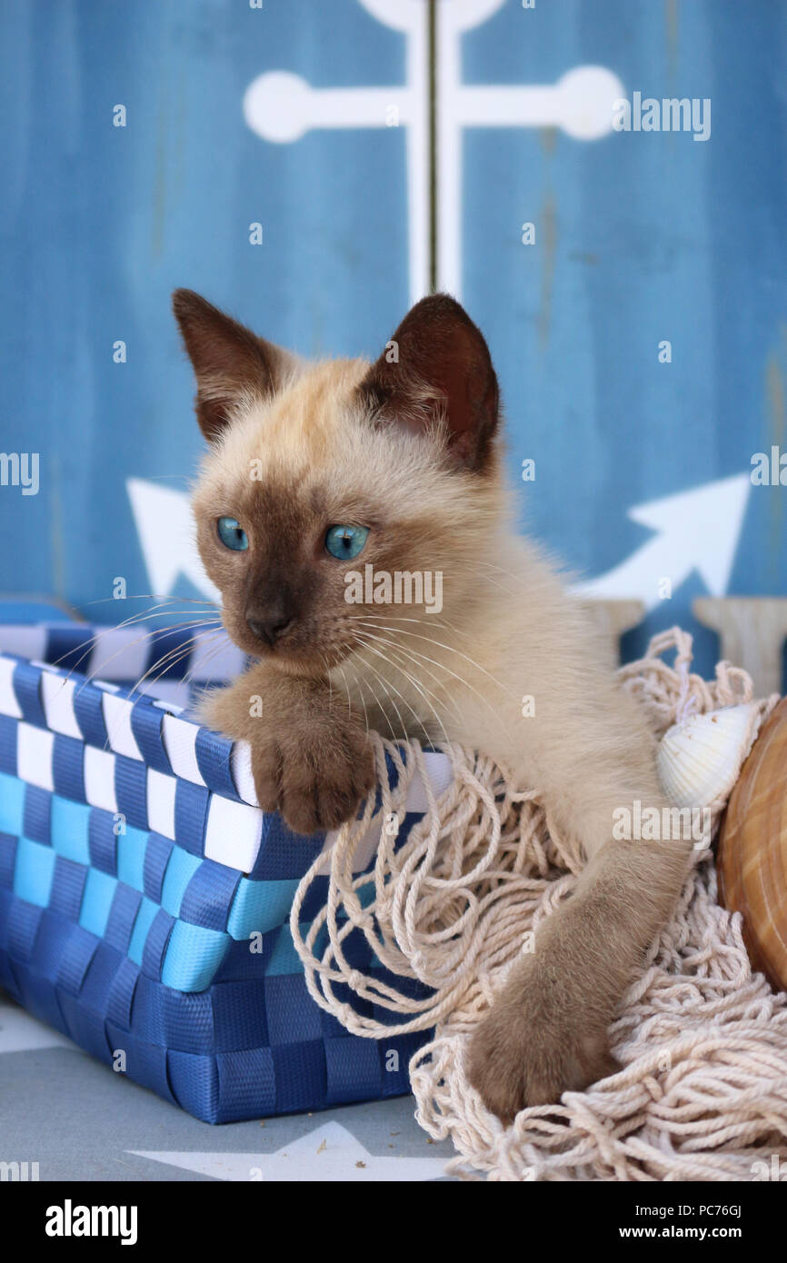 thai kitten, 7 weeks old, seal point, lying in a blue basket Stock Photo