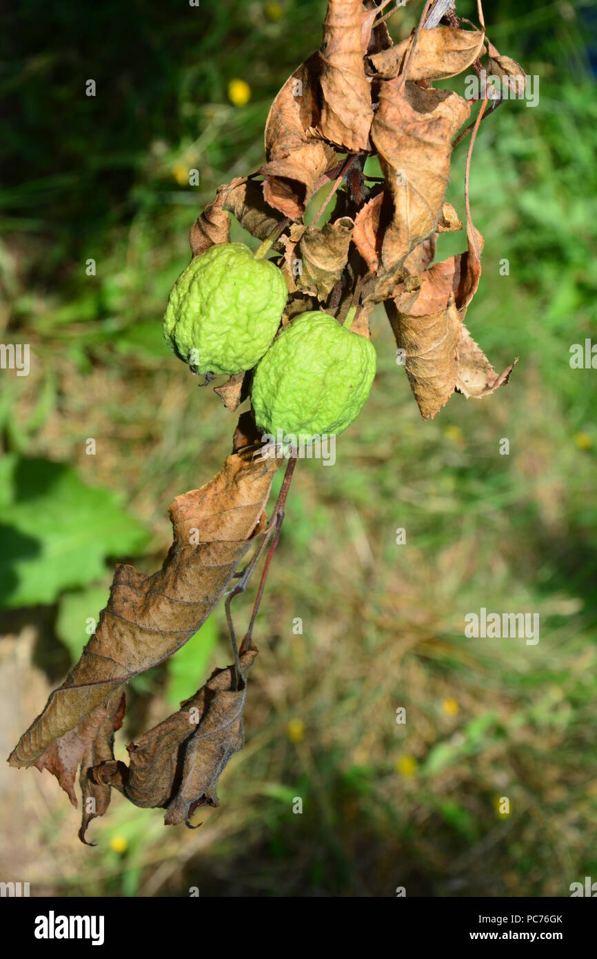 Dried out leaf apple tree hires stock photography and images Alamy