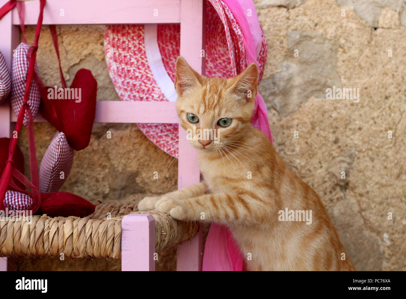 kitten, 3 month old Stock Photo