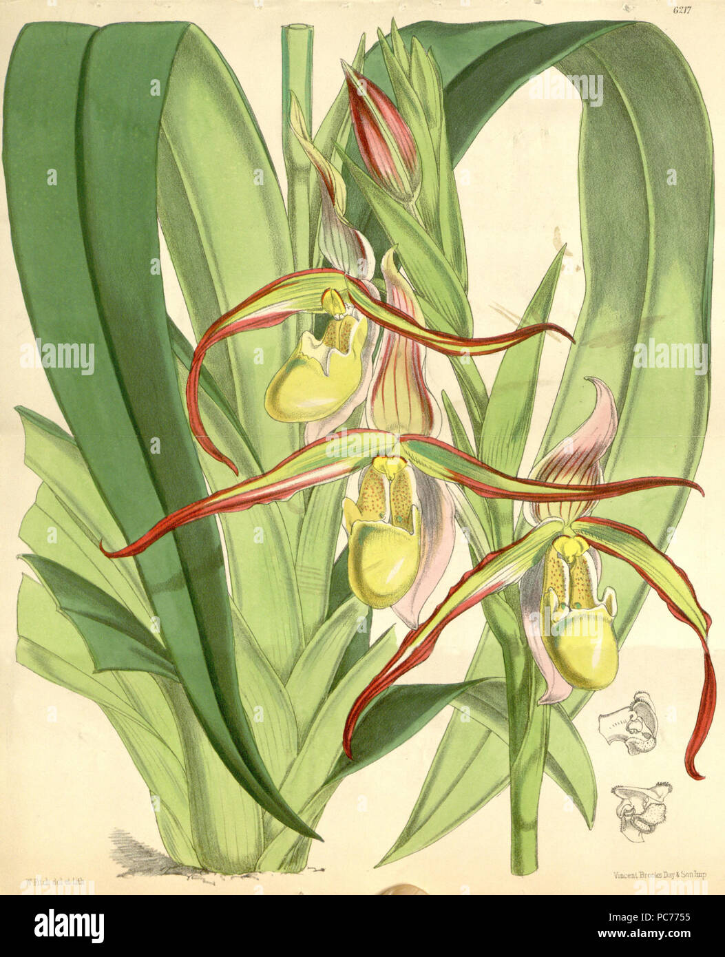 481 Phragmipedium longifolium (as Cypripedium roezlii) - Curtis' 102 (Ser. 3 no. 32) pl. 6217 (1876) Stock Photo
