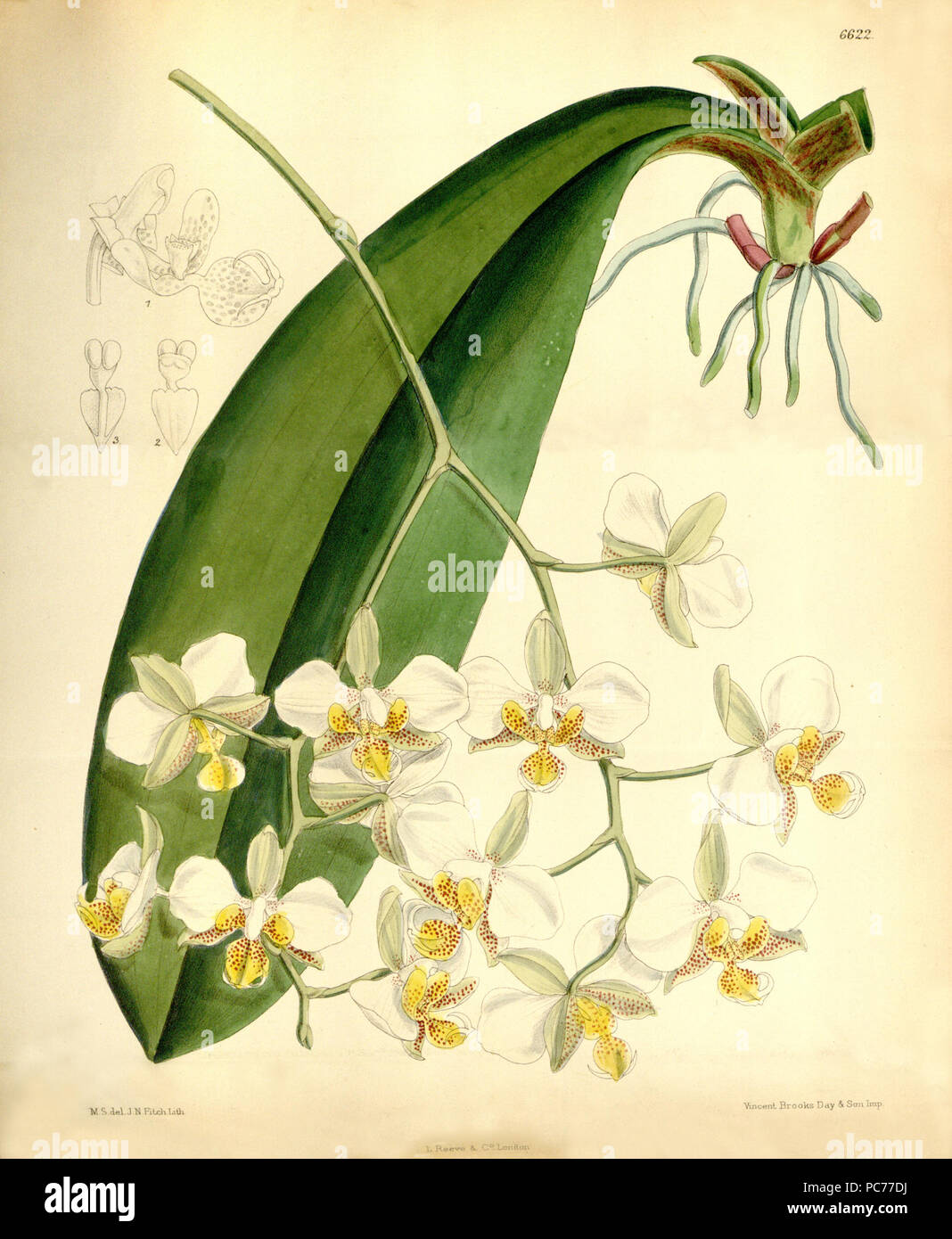 480 Phalaenopsis stuartiana - Curtis' 108 (Ser. 3 no. 38) pl 6622 (1882) Stock Photo