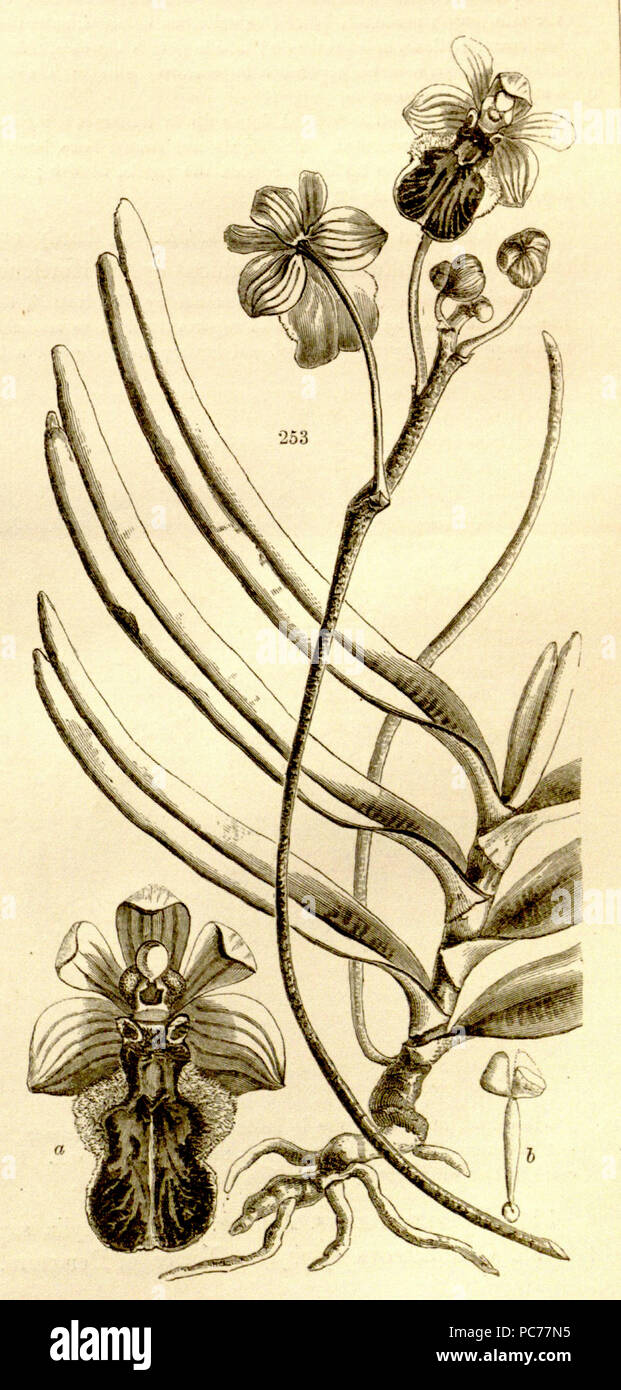 145 Cottonia peduncularis (as Vanda peduncularis) - Paxton's Flower Garden vol. 3 fig. 253 (1853) Stock Photo