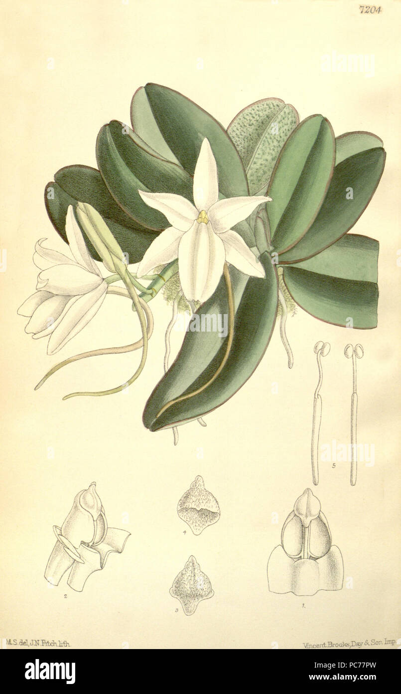 28 Aerangis fastuosa (as Angraecum fastuosum) - Curtis' 117 (Ser. 3 no. 47) pl. 7204 (1891) Stock Photo