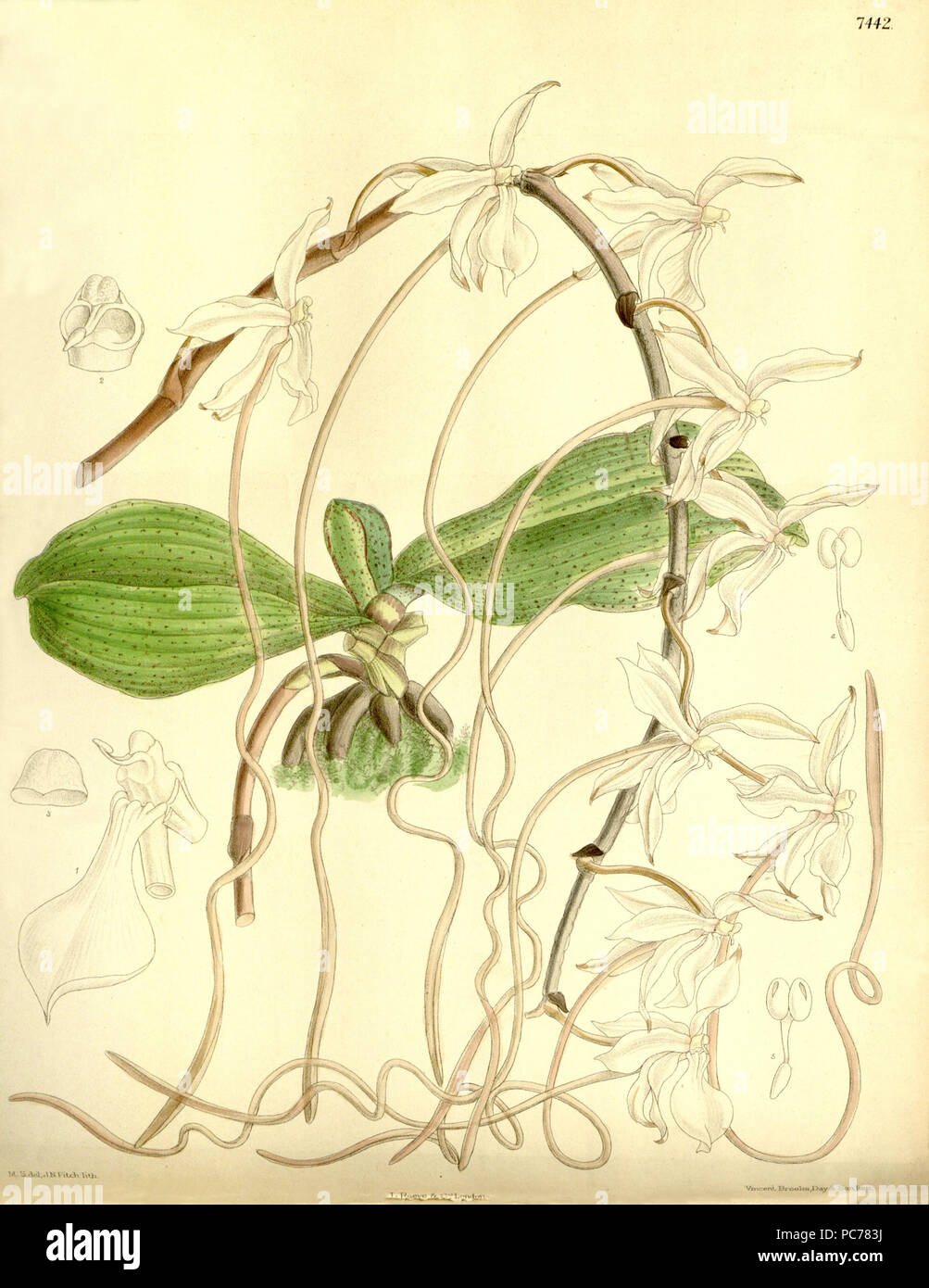 28 Aerangis kotschyana (as Angraecum kotschyi) - Curtis' 121 (Ser. 3 no. 51) pl. 7442 (1895) Stock Photo