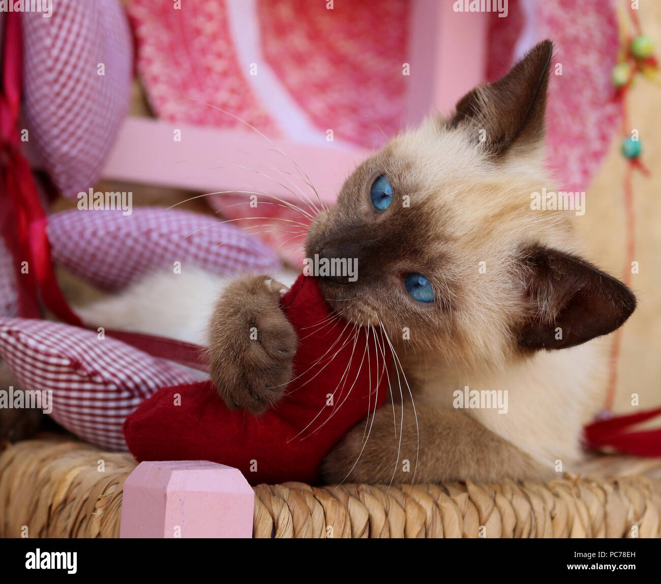 siamese Kitten, thai, 7 weeks old, playing with a heard Stock Photo