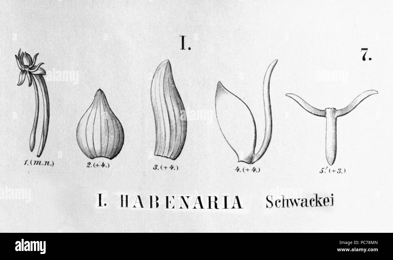 263 Habenaria schwackei - cutout from Flora Brasiliensis 3-4-07-fig I Stock Photo