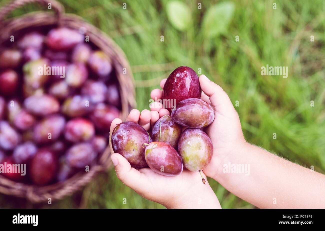 fresh plum in child hands top view Stock Photo