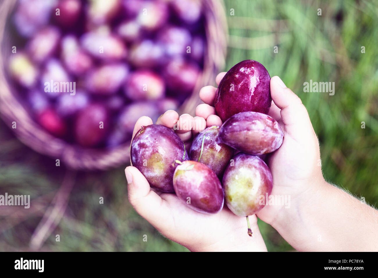 fresh plum in child hands top view Stock Photo