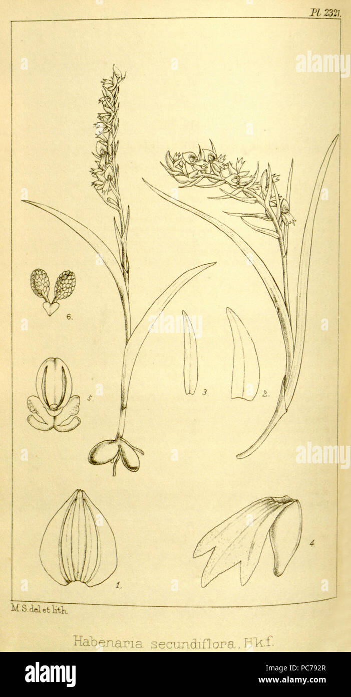 440 Neottianthe secundiflora (as Habenaria secundiflora) - Hooker's Icones Plantarum vol. 24 pl. 2321 (1896) Stock Photo