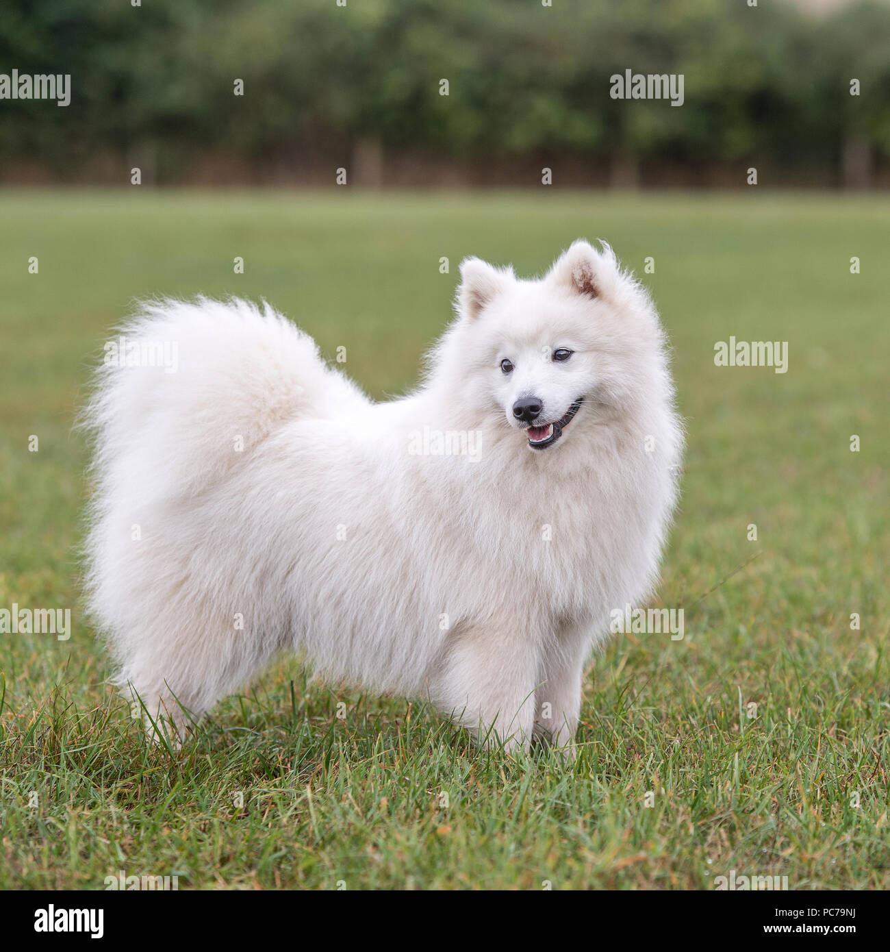 How Big Japanese Spitz