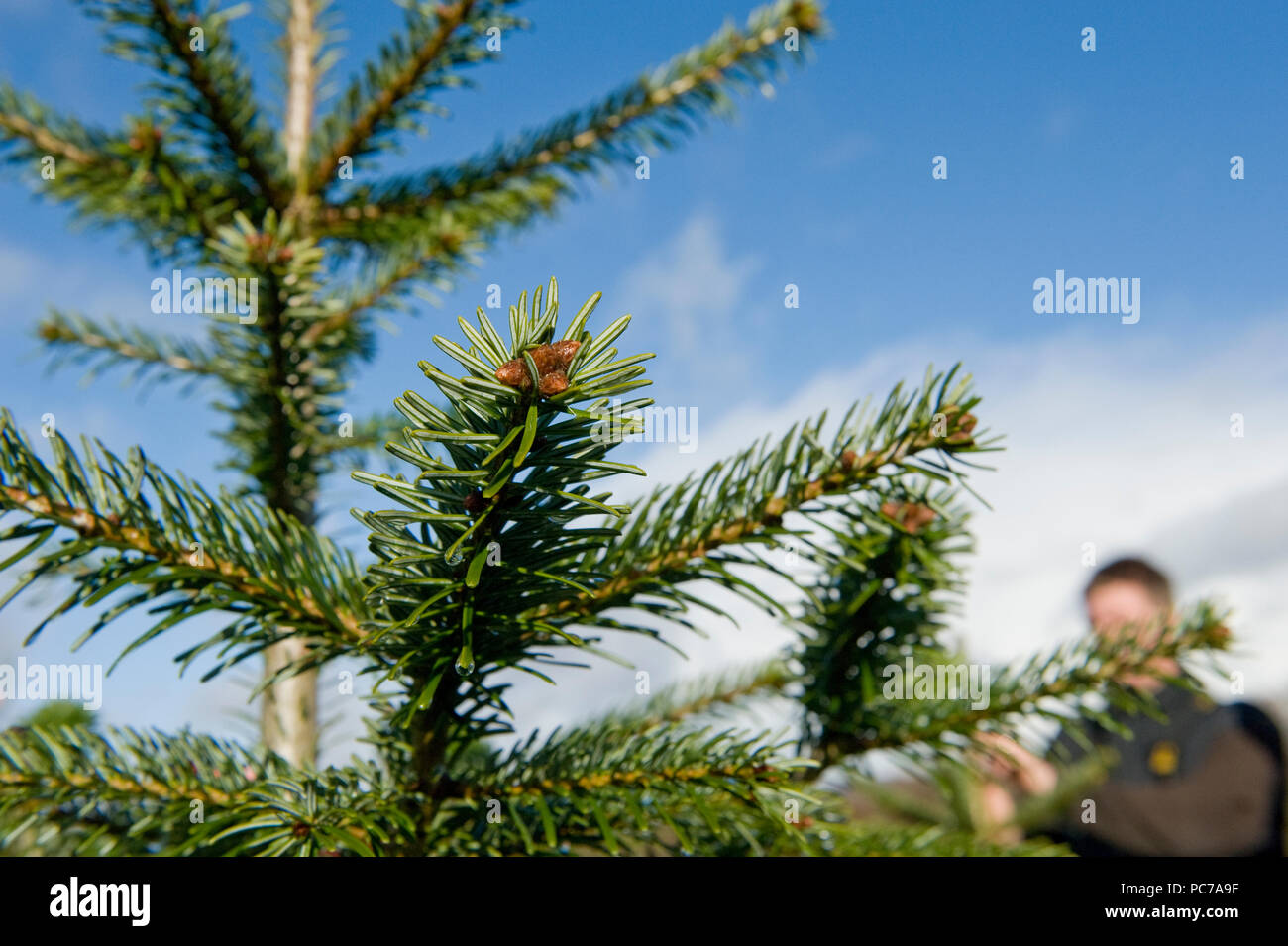 christmas trees on growing farm Stock Photo Alamy