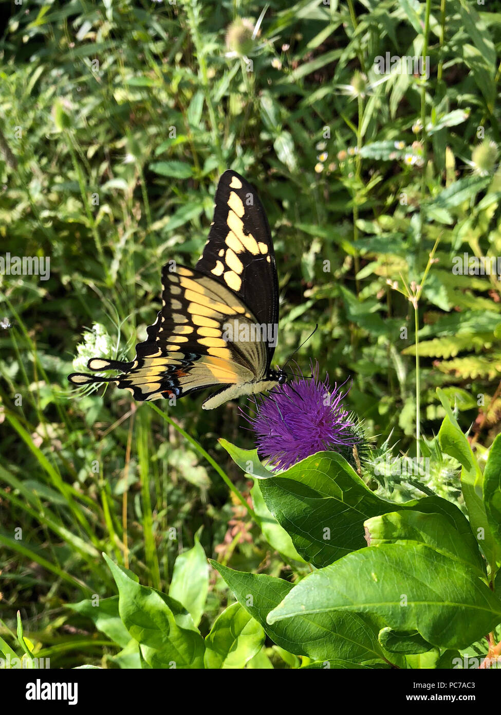 Yellow swallowtail butterfly Stock Photo Alamy