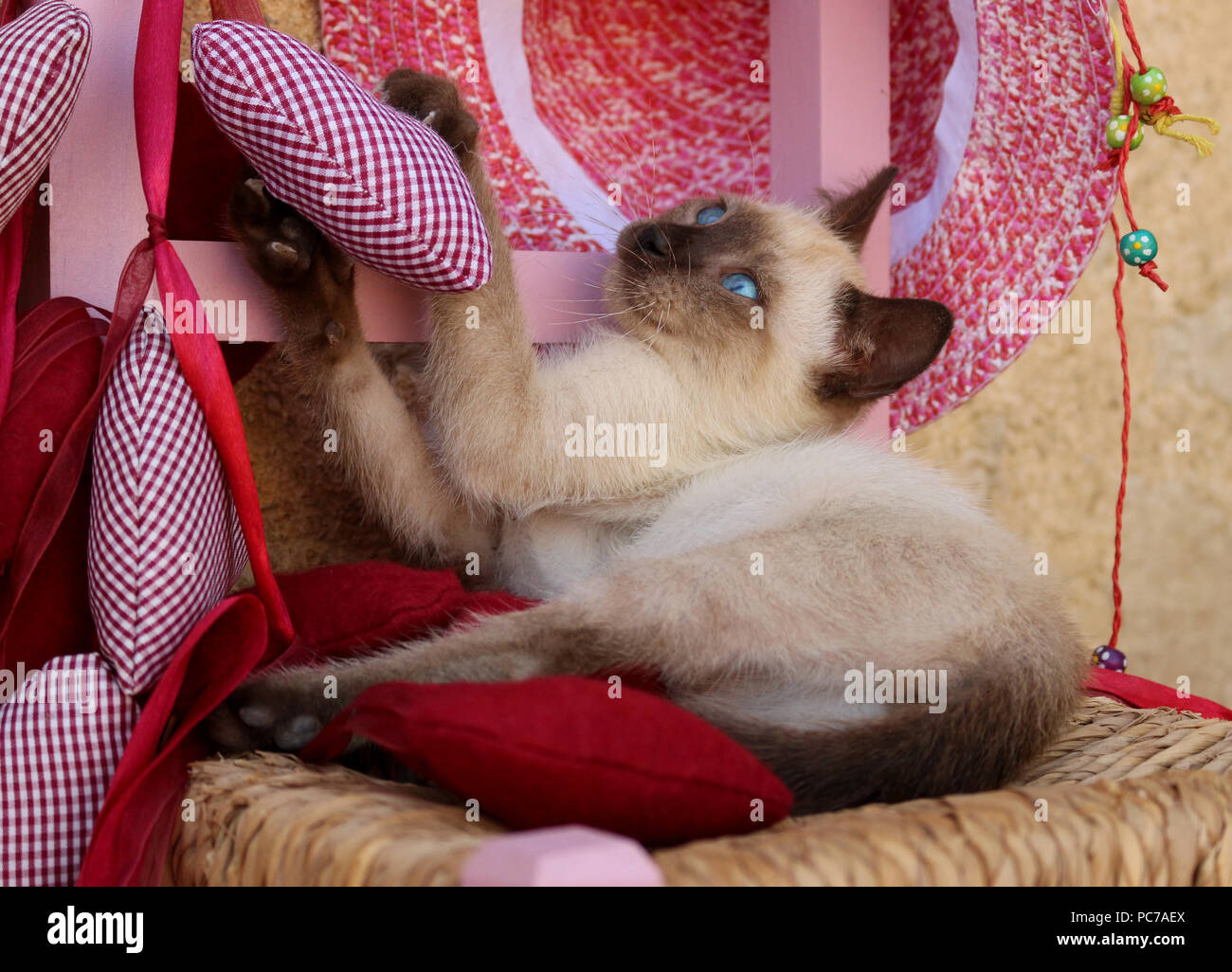 siamese Kitten, thai, 7 weeks old, Stock Photo