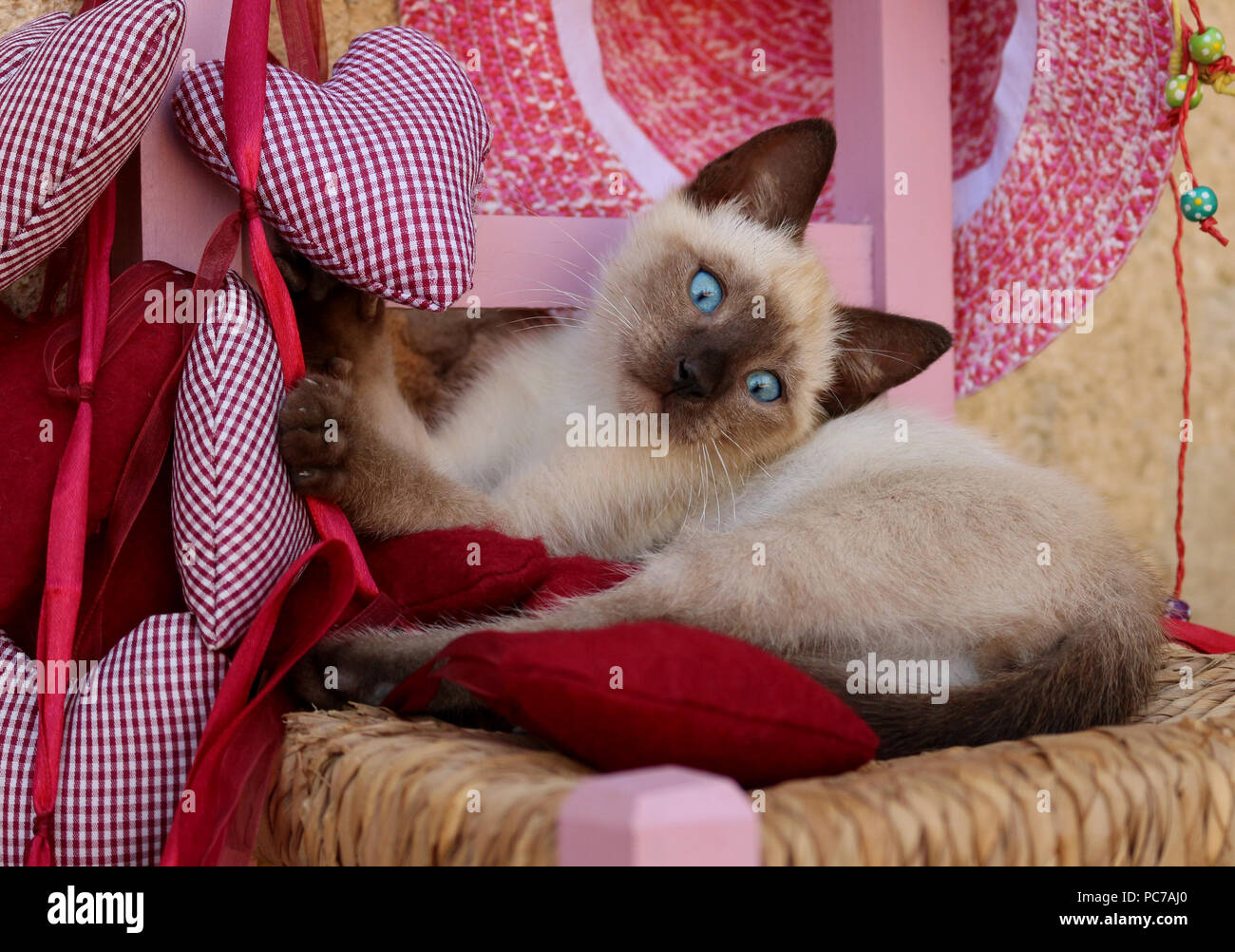 siamese Kitten, thai, 7 weeks old, Stock Photo