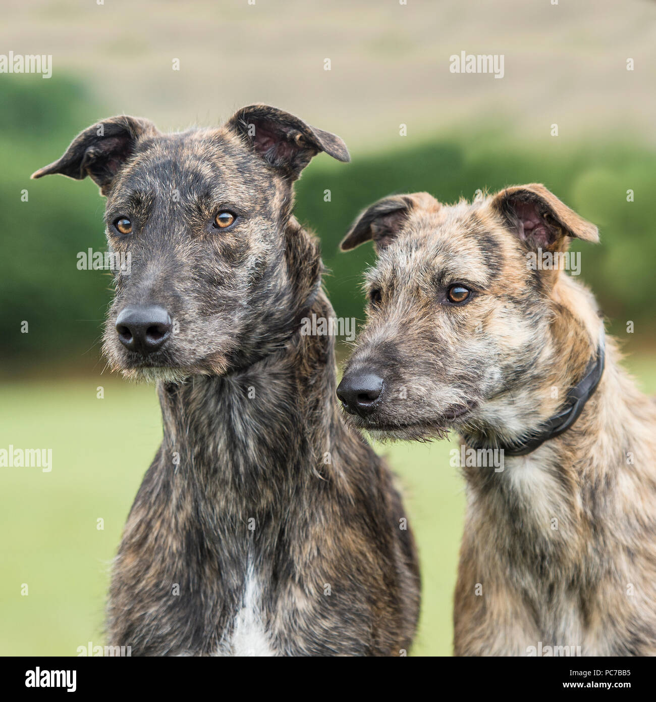 lurcher Stock Photo