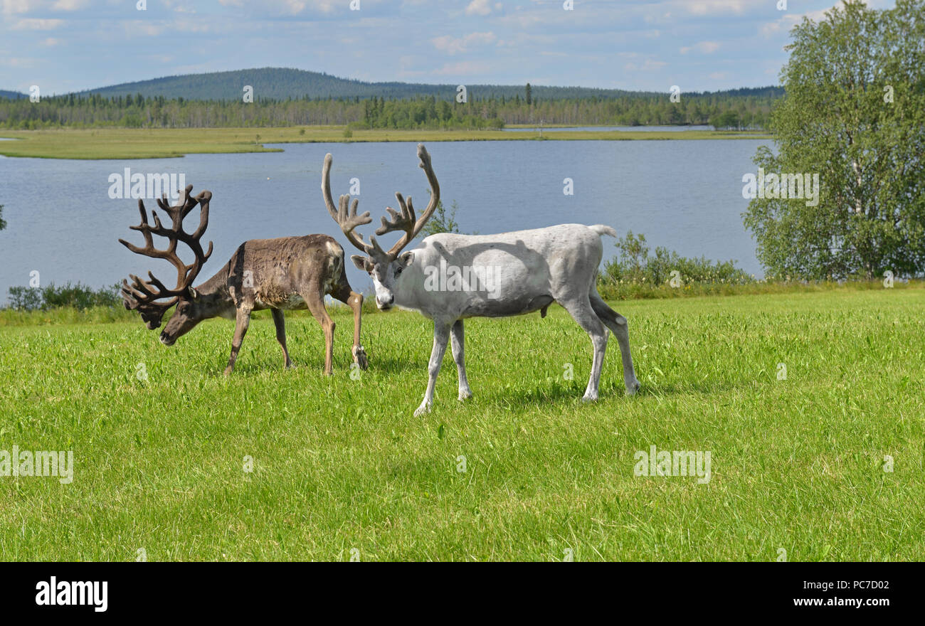 Two Reindeers with large horns grazing on green meadow on shore of northern lake. Finnish Lapland Stock Photo