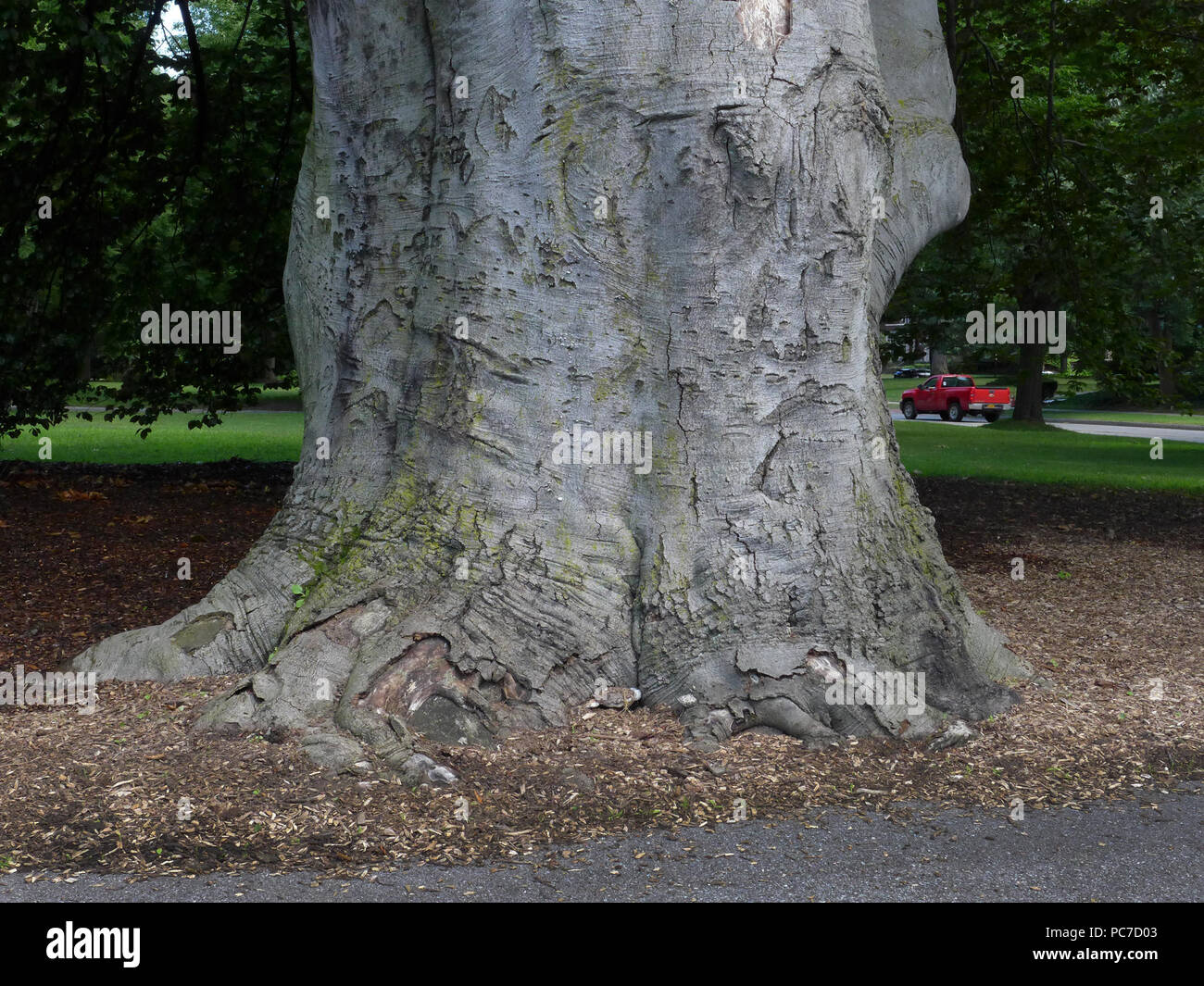 Huge Beech tree trunk Stock Photo