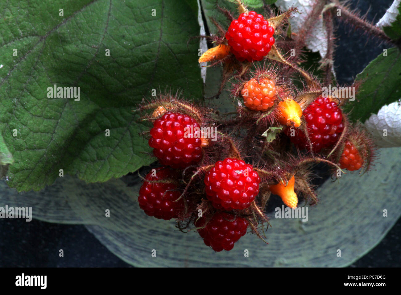 Rubus phoenicolasius (Wineberry). Edible wild fruits Stock Photo Alamy