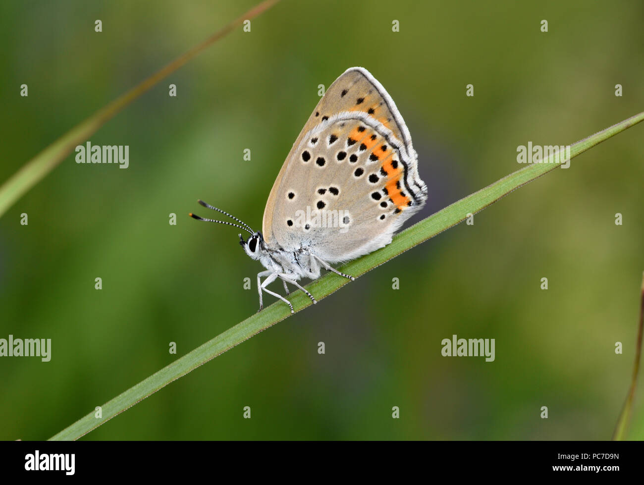 Purple Shot Copper Butterfly (Lycaena alciphron) adult at rest on blade of grass, view of underside of wings, Estonia, July Stock Photo