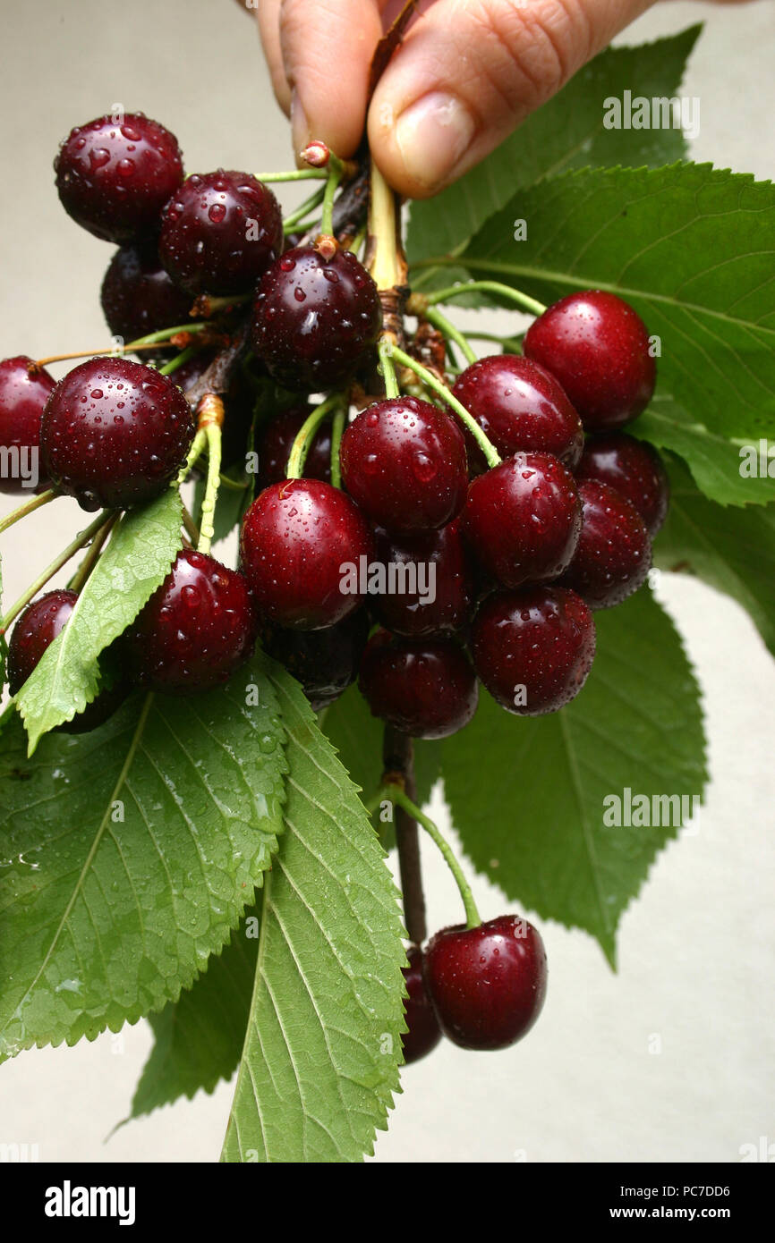 Close-up of ripe cherries in the tree Stock Photo