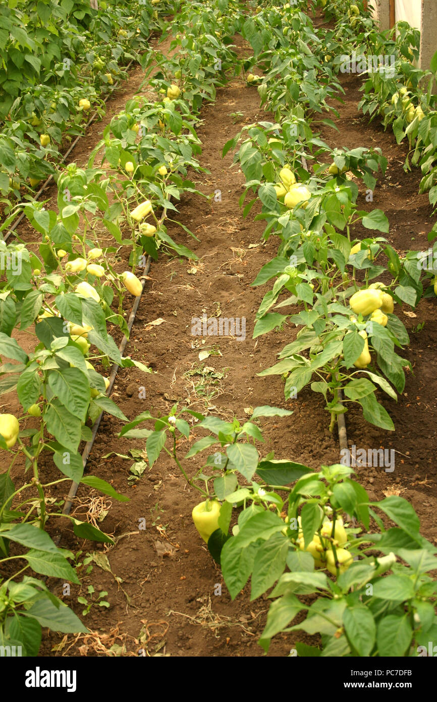 Bellpeppers growing in greenhouse Stock Photo Alamy
