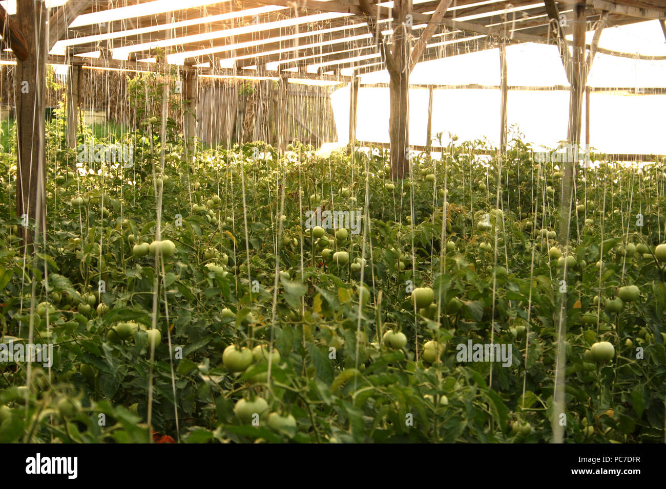 Tomatoes growing in a greenhouse Stock Photo Alamy