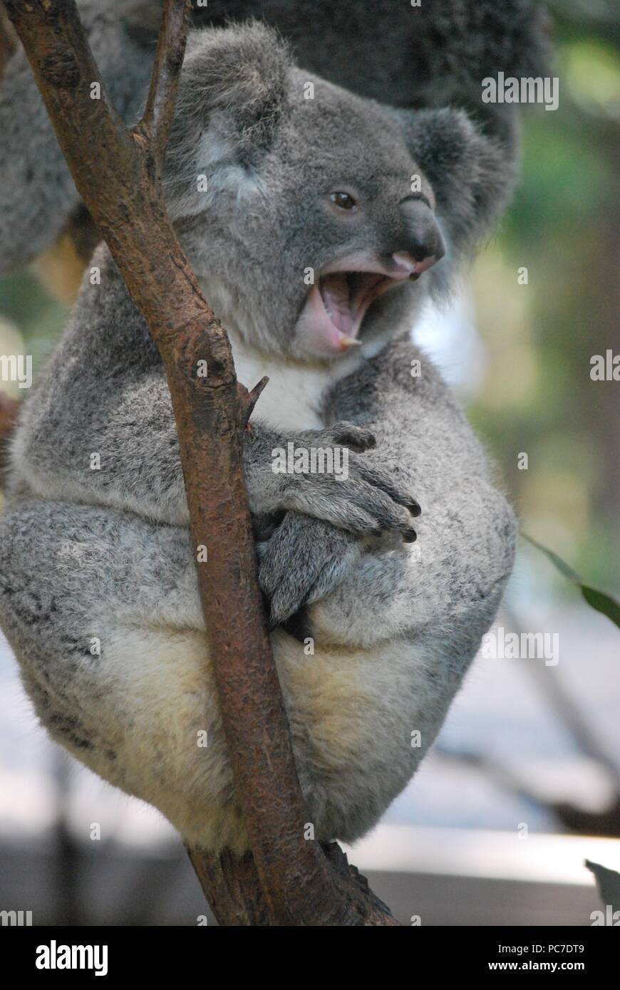 Koala sat in a tree Stock Photo