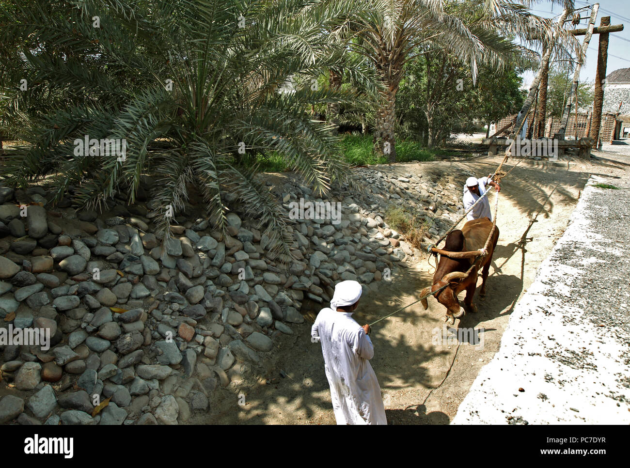 United Arab Emirates men in traditional clothes push a bull part of an old method of plantation at the heritage village in the emirates of Fujairah. Stock Photo