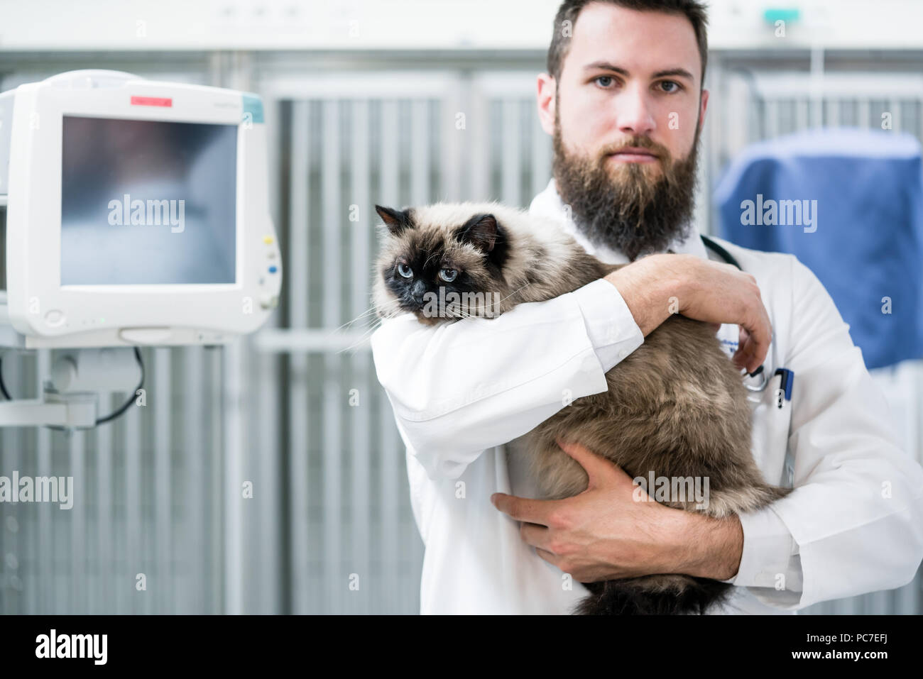 Veterinarian pet doctor holding cat patient in his animal clinic Stock