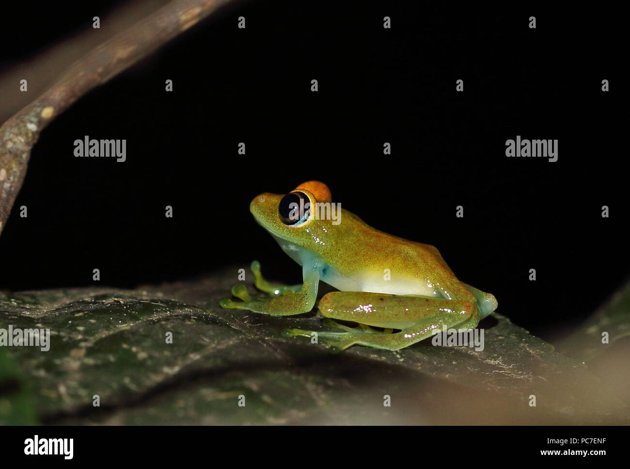 Tree Frog (Boophis bottae) adult at rest on leaf at night, Madagascan Endemic  Perinet, Madagascar      October Stock Photo
