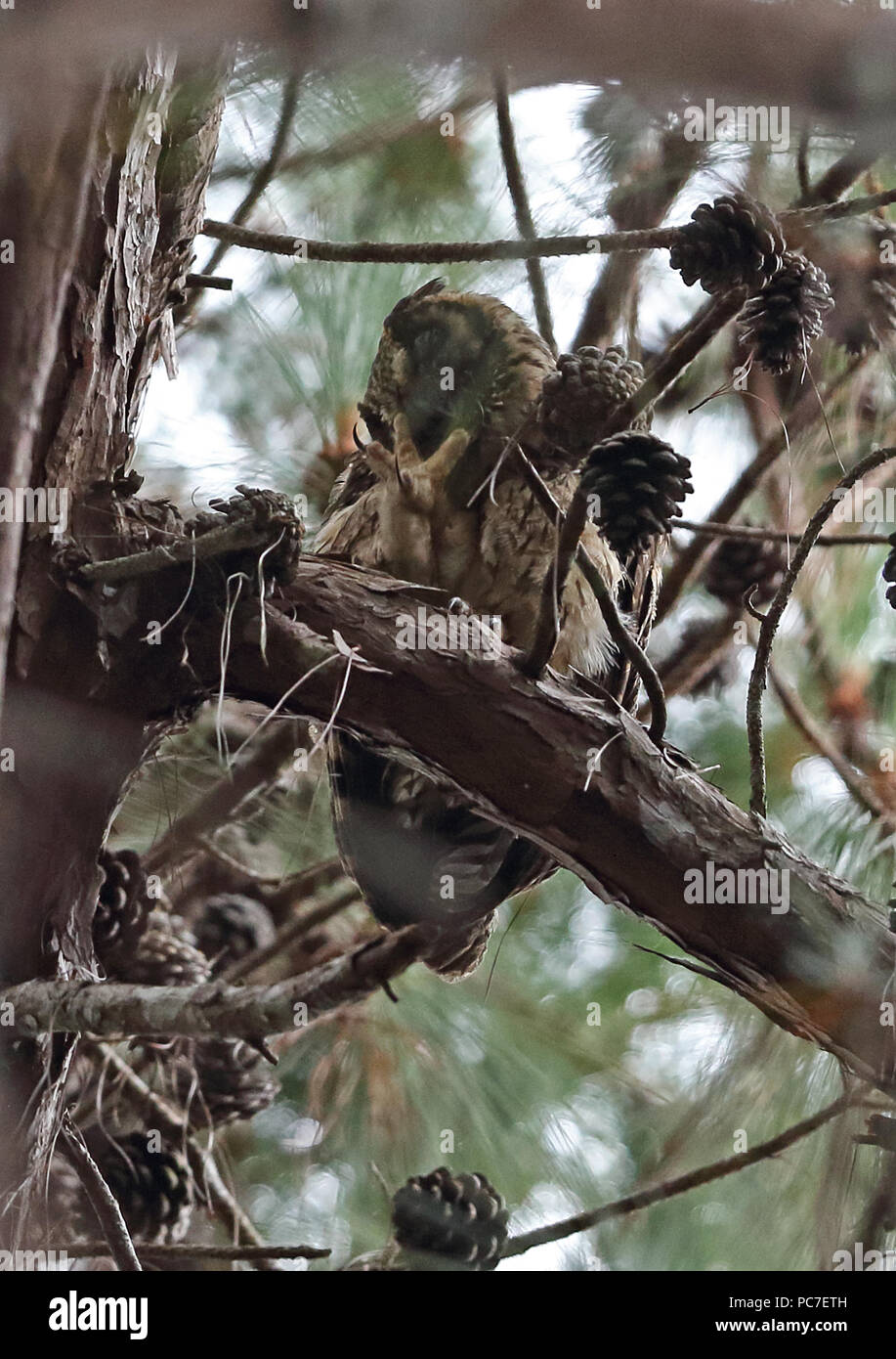 Madagascar Long-eared Owl (Asio madagascariensis) adult perched in pine tree cleaning foot, Madagascan endemic;   Perinet, Madagascar             Octo Stock Photo