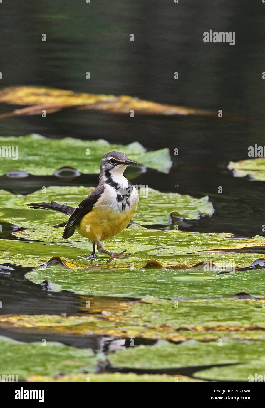 Madagascar Wagtail (Motacilla flaviventris) adult walking on water lilly pads, Madagascan endemic  Mantadia National Park, Madagascar       October Stock Photo
