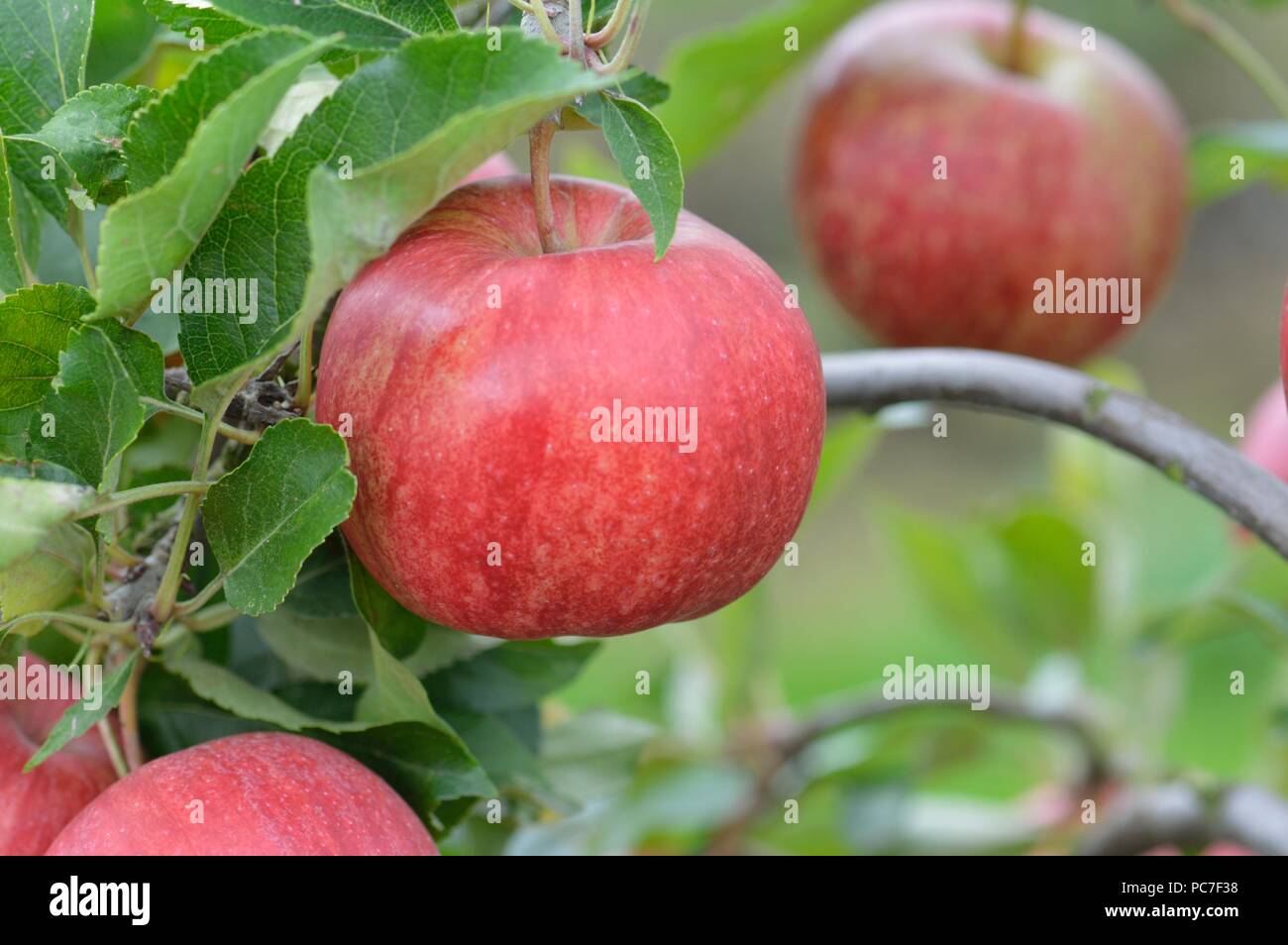 Braeburn apple garden hires stock photography and images Alamy