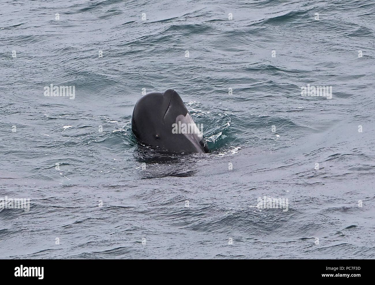Cetaceans bay of biscay hires stock photography and images Alamy