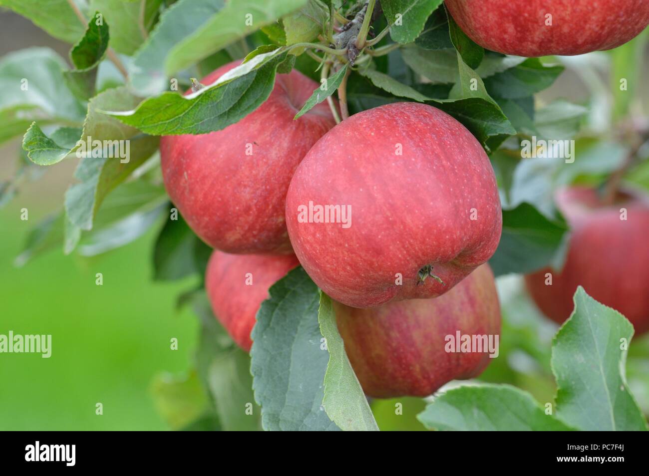 Apple tree malus domestica braeburn hires stock photography and images